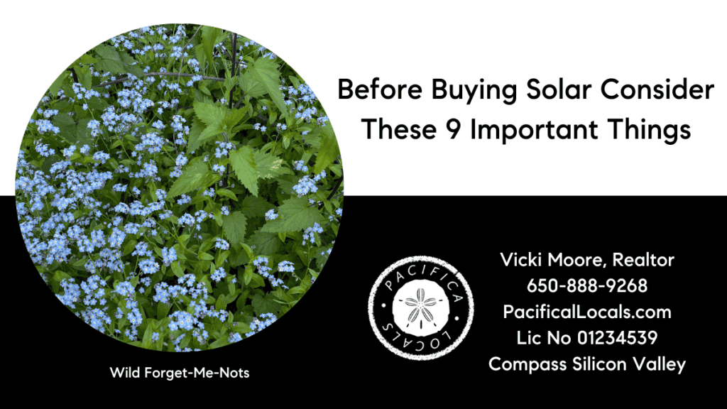 article title: before buying solar consider these 9 important things. image: wild forget-me-nots