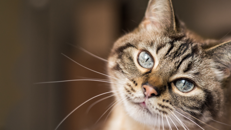 Home selling with pets article with brown kitty dark brown stripes and green eyes