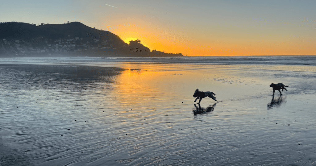 about pacifica: linda mar state beach at a low tide sunset with dogs chasing each other