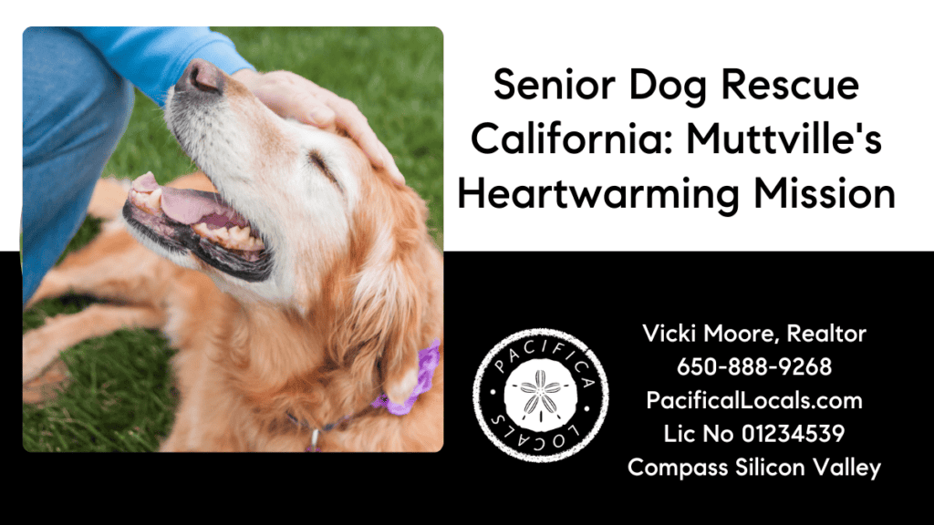 Article title: Senior Dog Rescue California: Muttville's Heartwarming Mission Image: A senior retriever