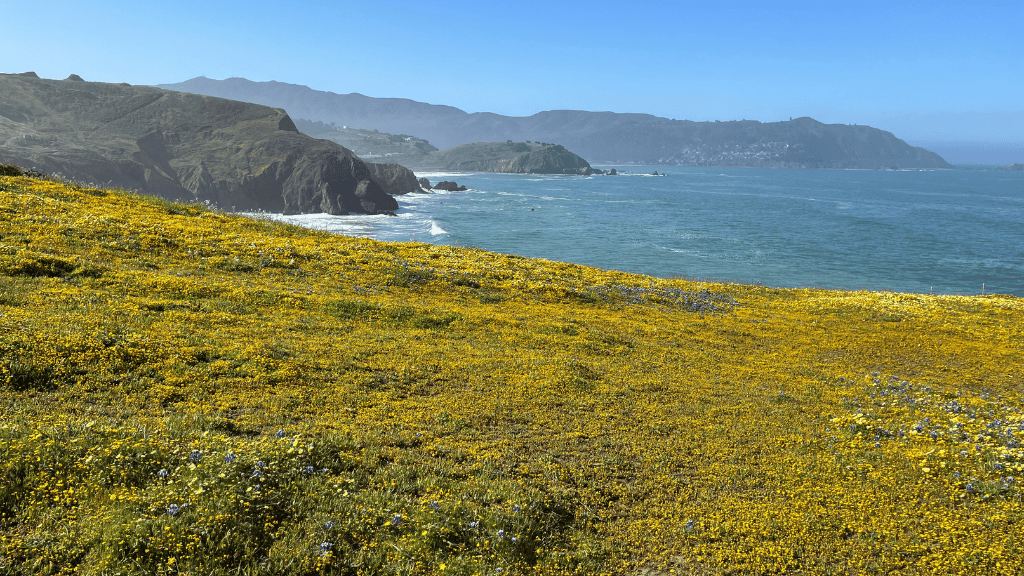 Mori Point, Pacifica CA. Foreground a carpet of yellow wildflowers. Beyond is the ocean, mountains, and blue sky.