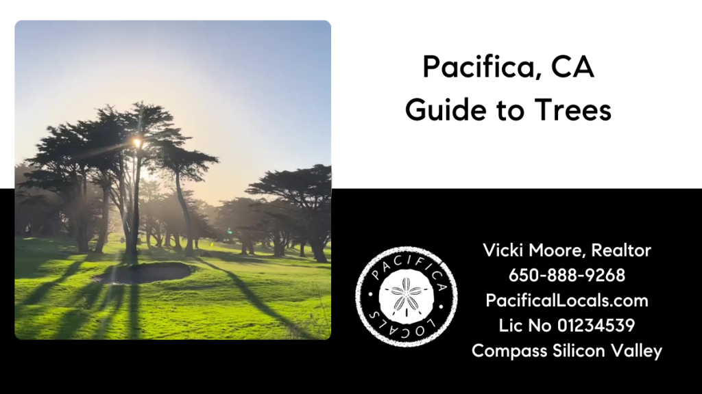 Article Title: Pacifica California guide to trees Image: Golf course with large trees and the sun setting behind them